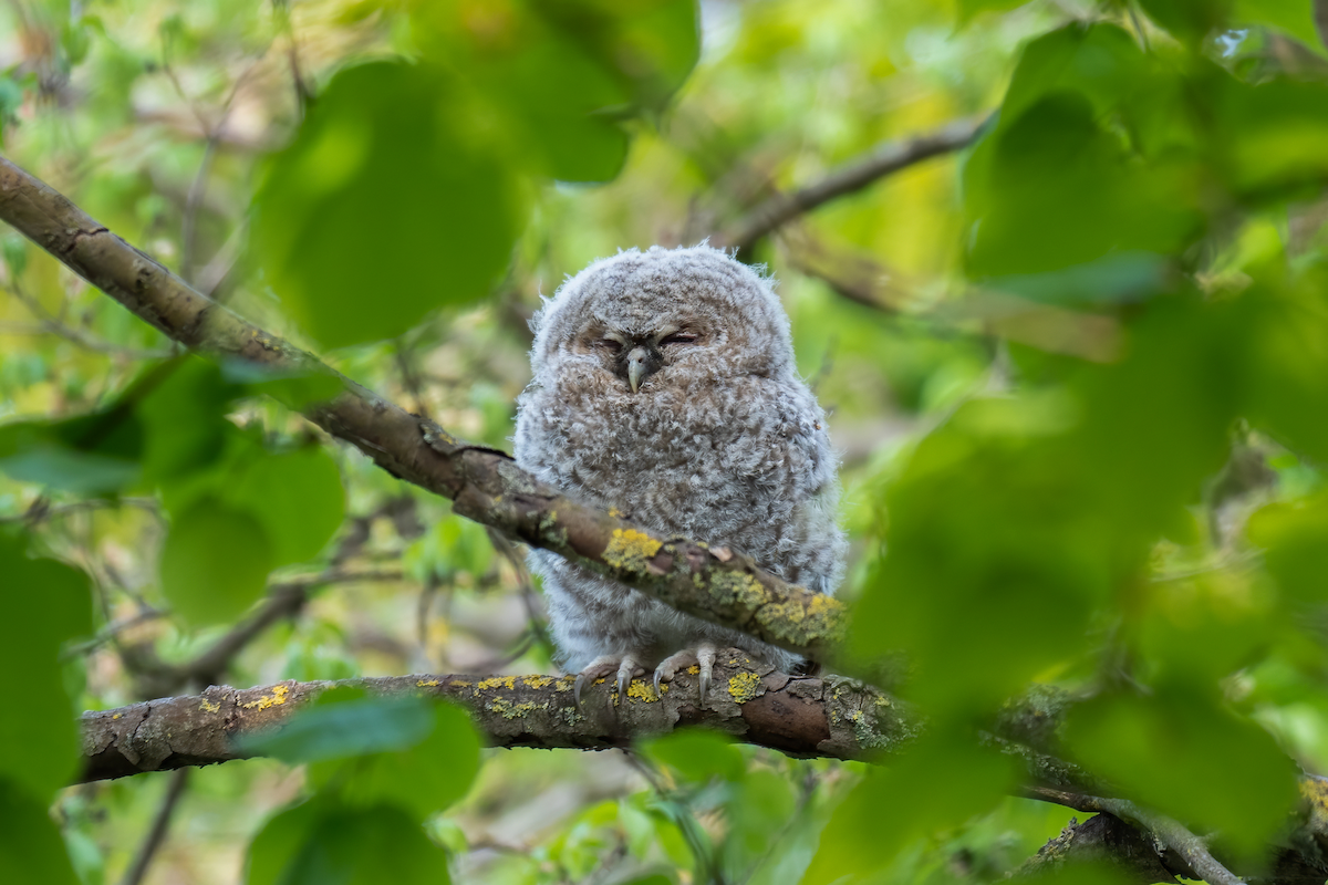 Tawny Owl - Victor Hoyeau