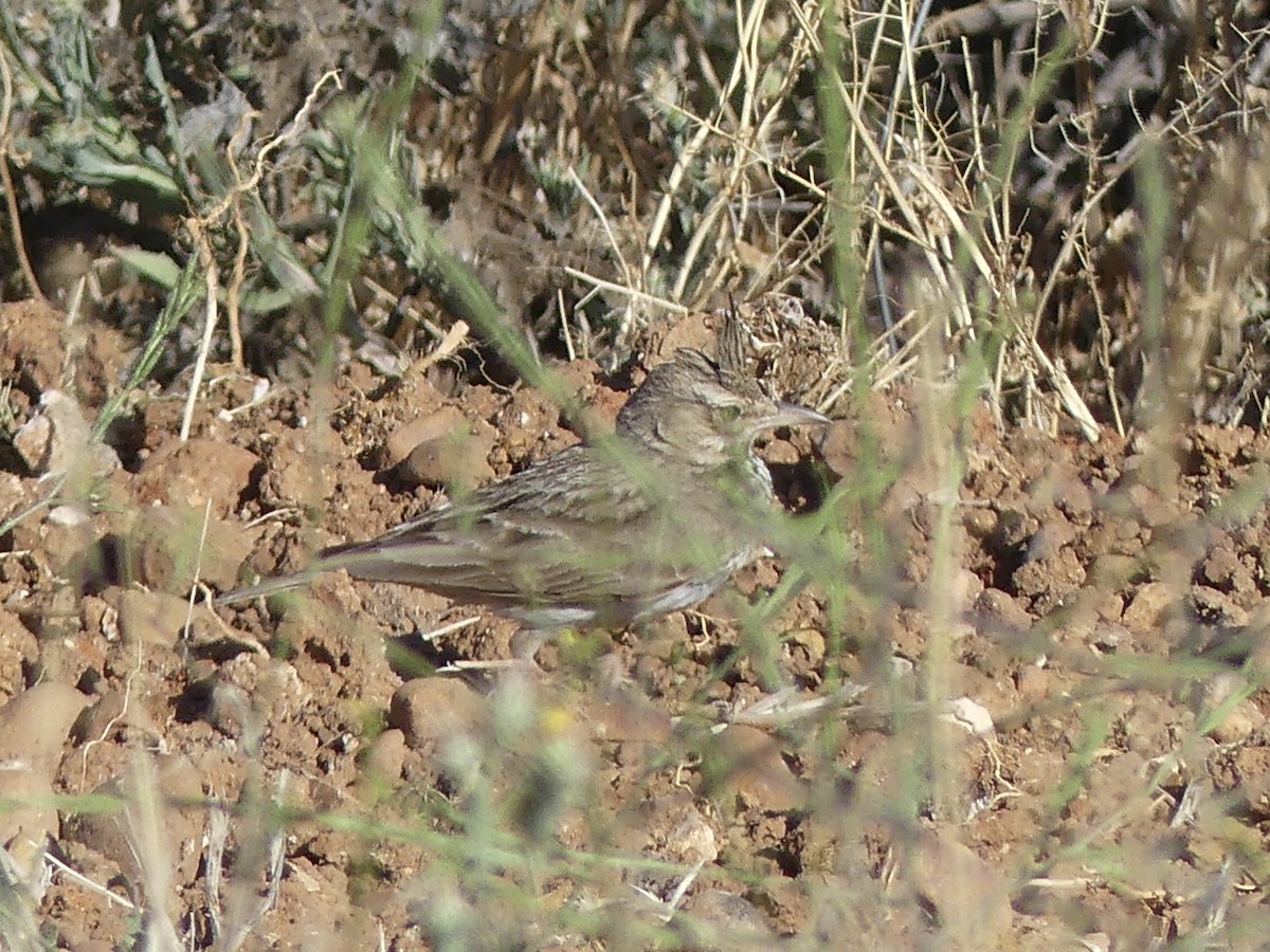 Cochevis huppé - ML567196511