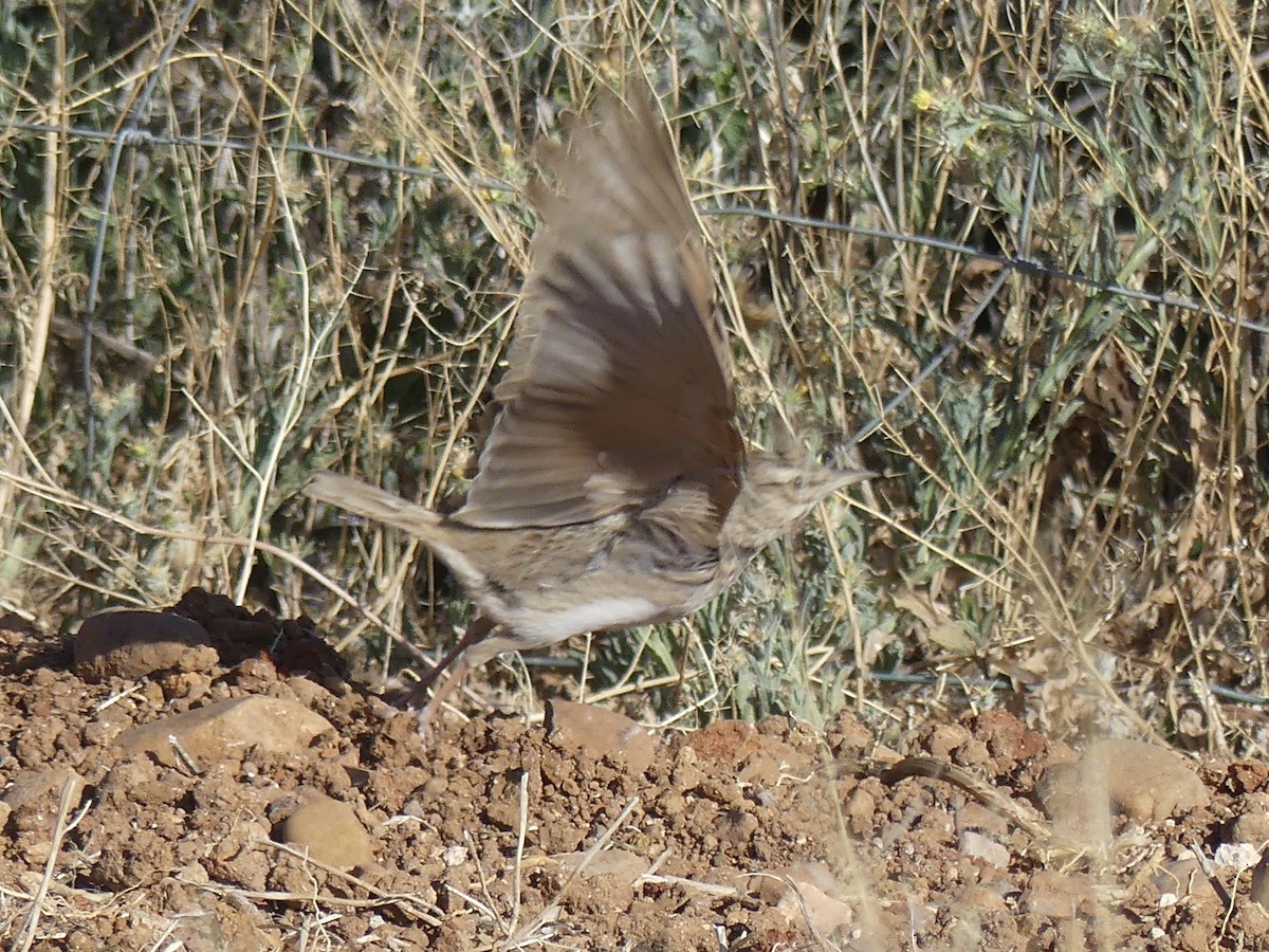 Cochevis huppé - ML567196561