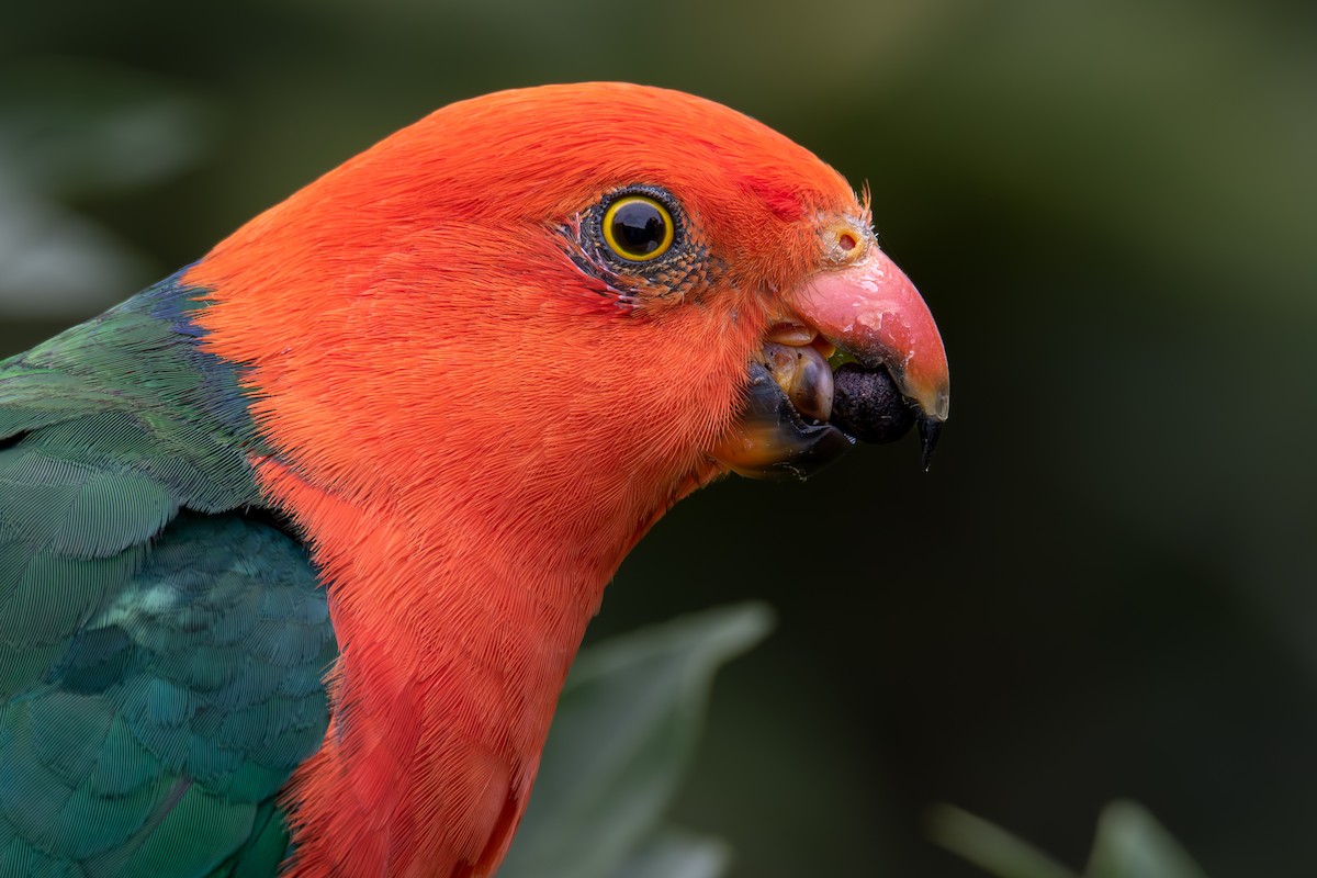Australian King-Parrot - Felix Watson