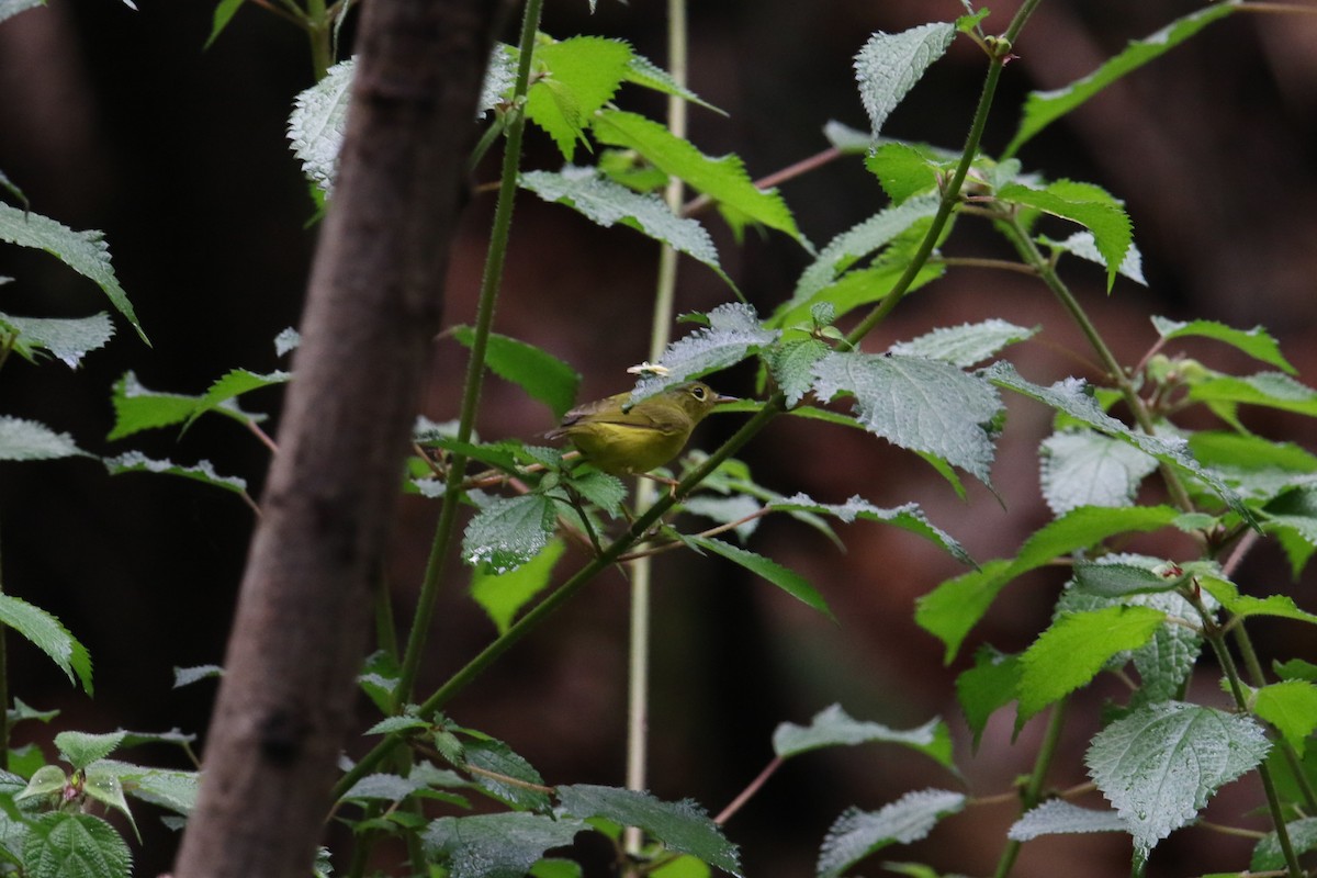 Gray-crowned Warbler - ML567197091