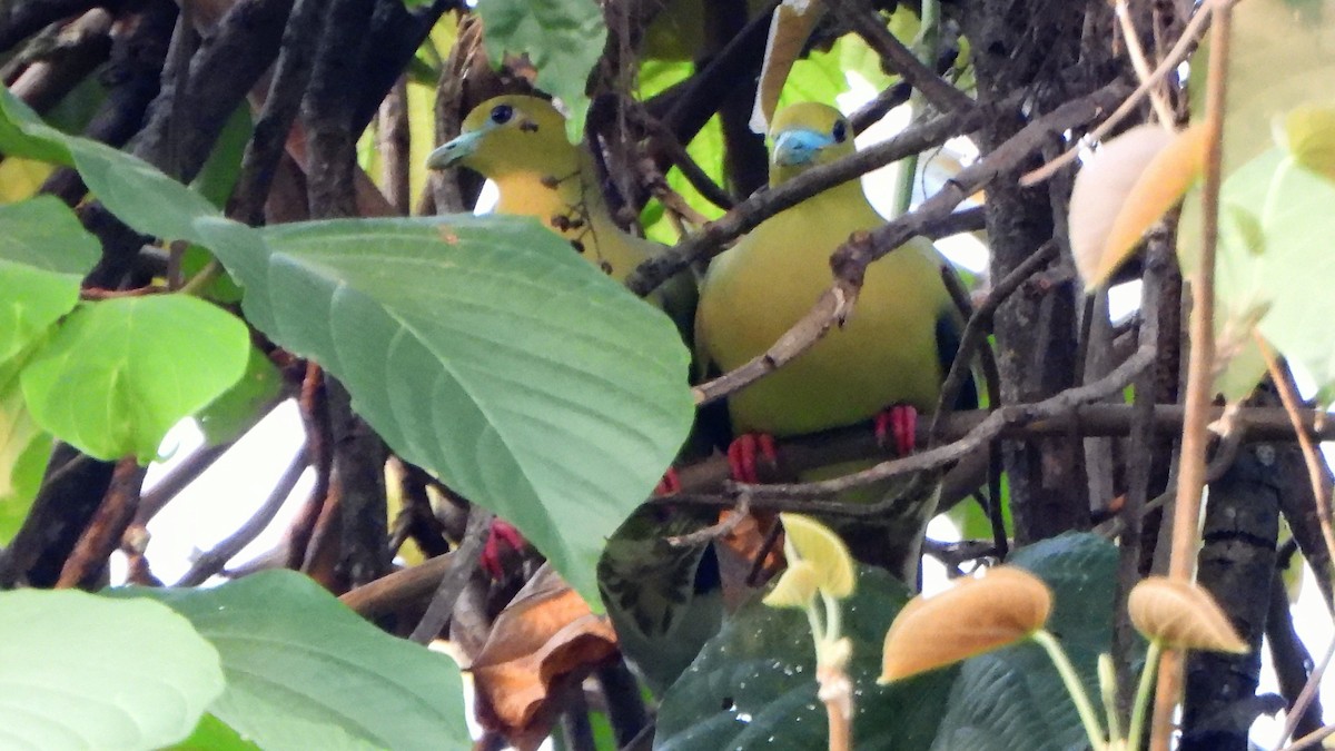 Pin-tailed Green-Pigeon - ML567197551