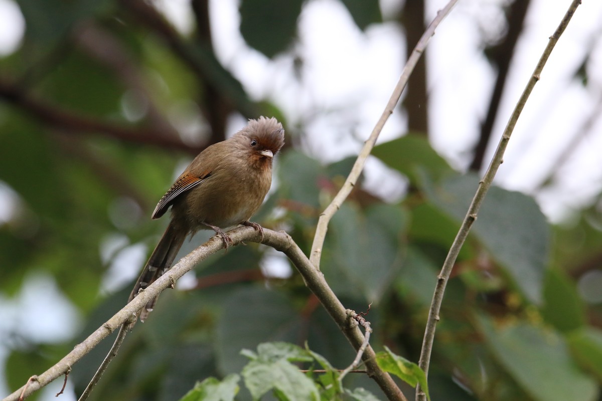 Rusty-fronted Barwing - ML567197561