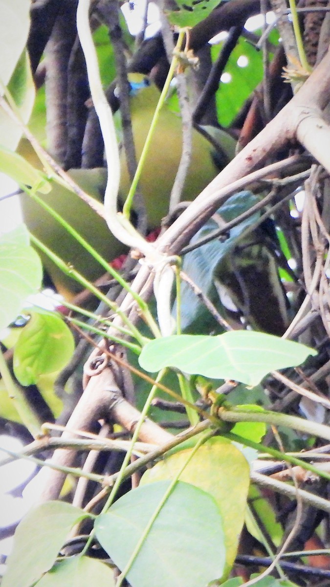 Pin-tailed Green-Pigeon - ML567197631