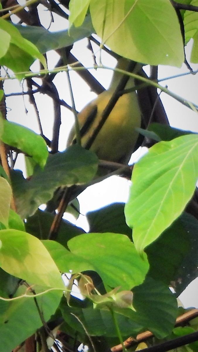 Pin-tailed Green-Pigeon - ML567197681