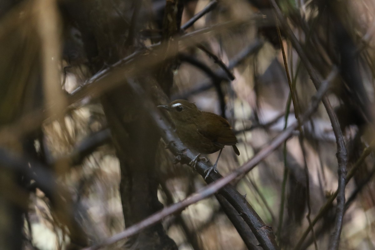 Lesser Shortwing - ML567198071