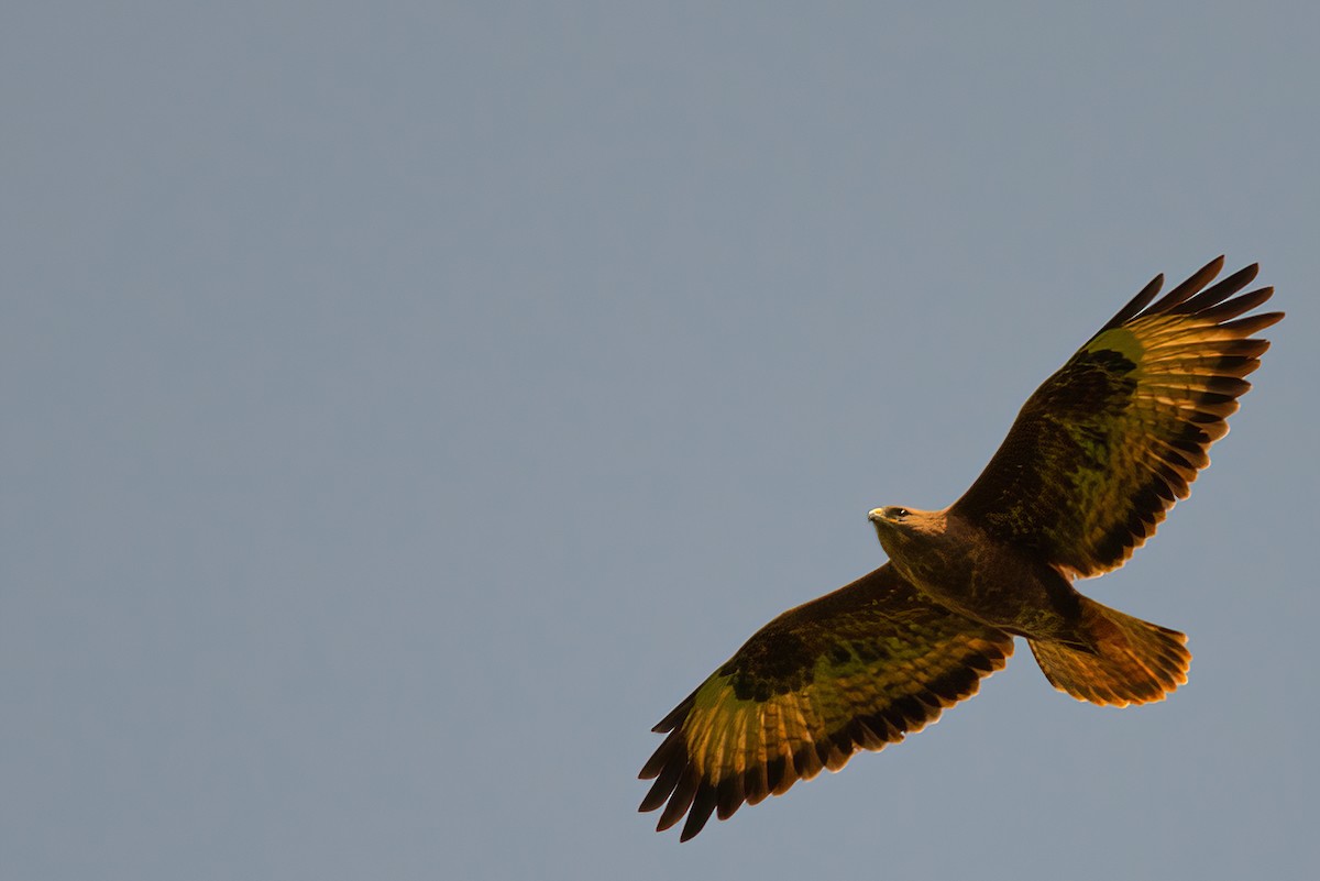 Common Buzzard - Jaap Velden