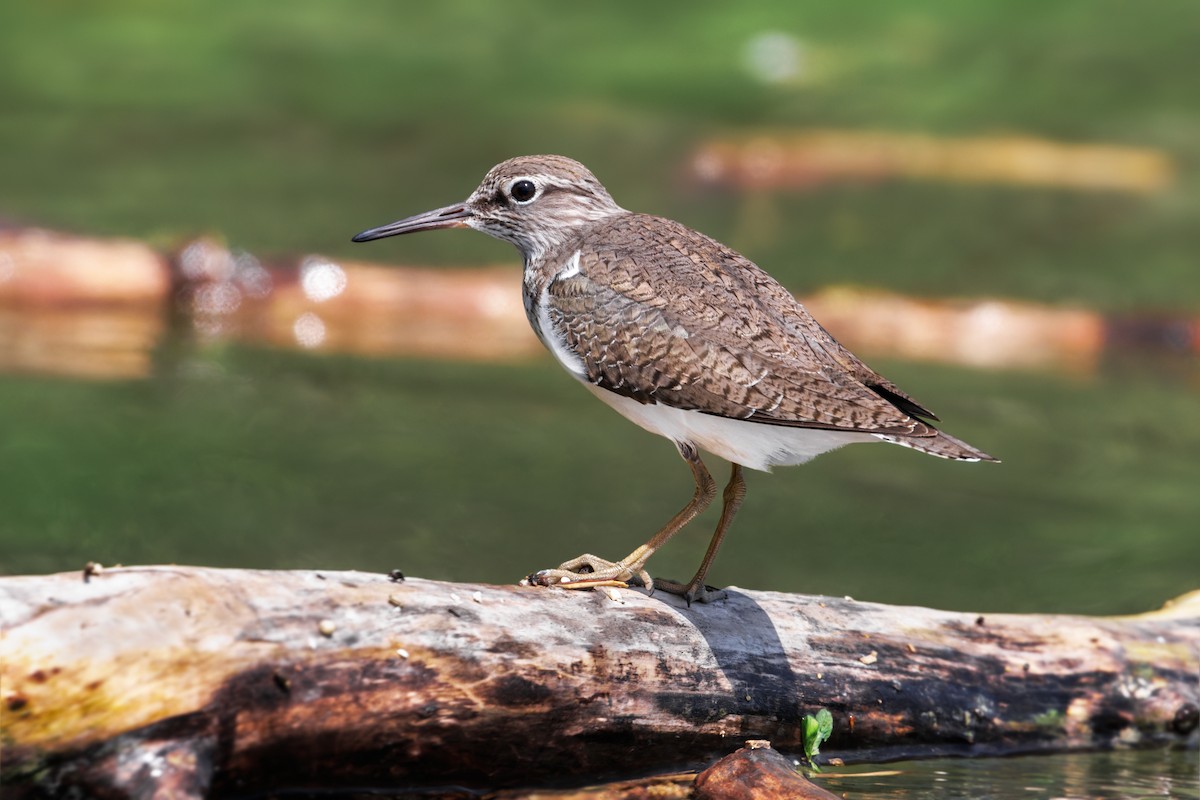 Common Sandpiper - ML567198641