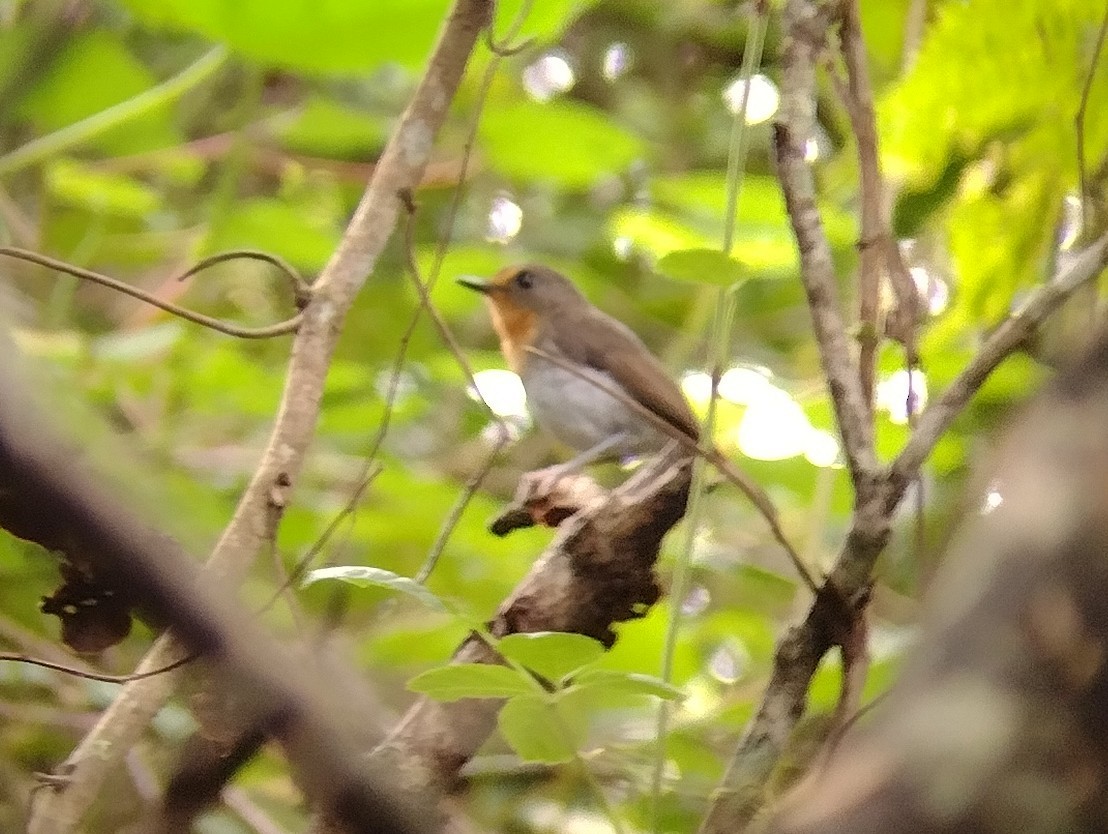 Lompobattang Flycatcher - Lars Mannzen