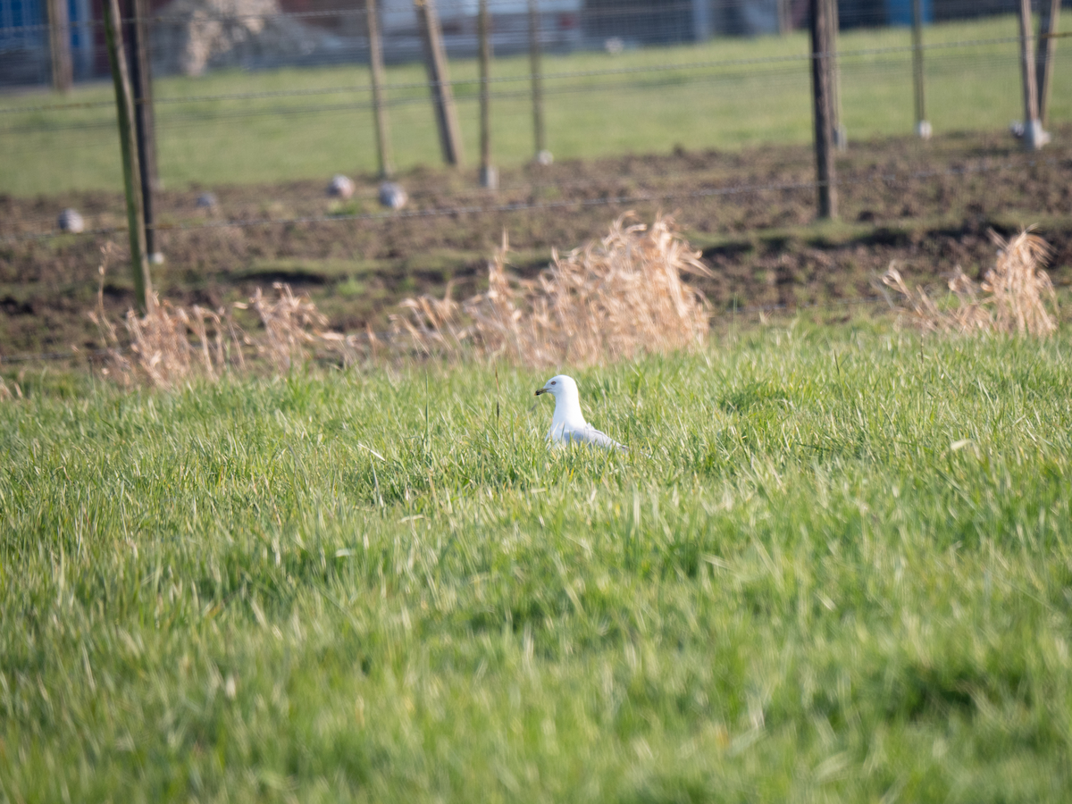 Ring-billed Gull - ML567199941