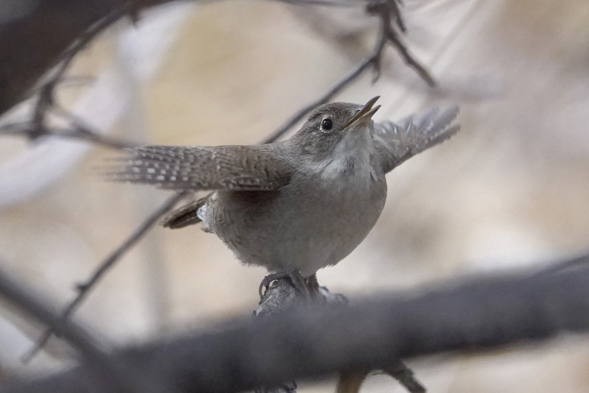 Northern House Wren - ML567200671
