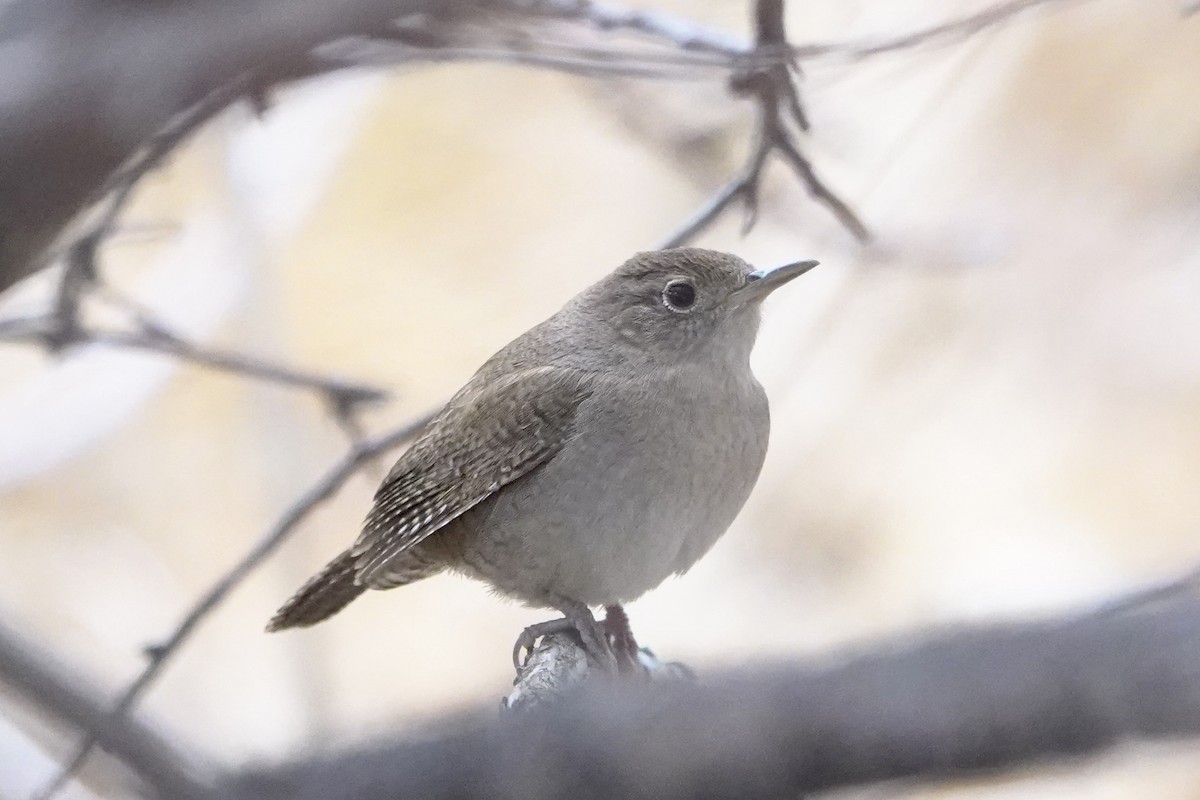 Northern House Wren - ML567200681