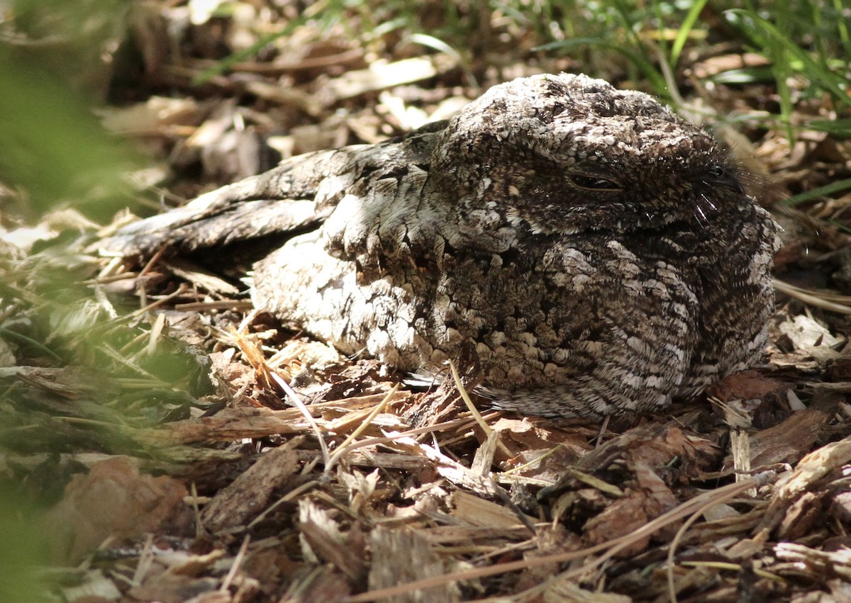 Winternachtschwalbe - ML567201221