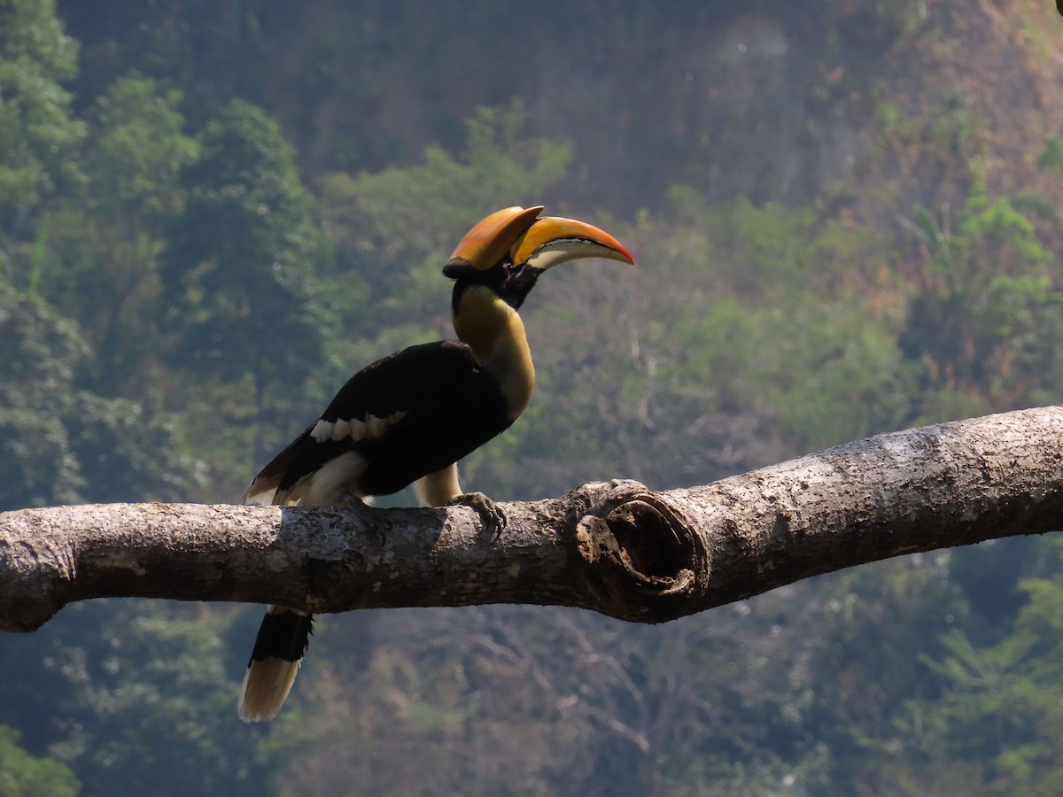 Great Hornbill - Mu-Ming Lin