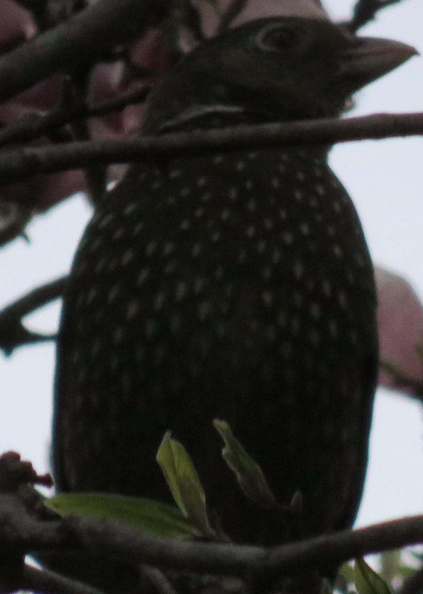 Green Catbird - ML567201291