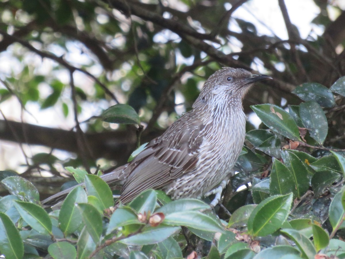 Little Wattlebird - ML567201341