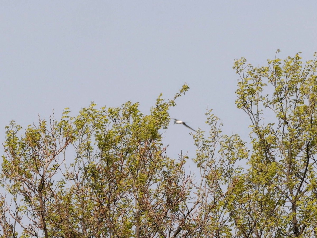 Black-crowned Night Heron - ML567201361