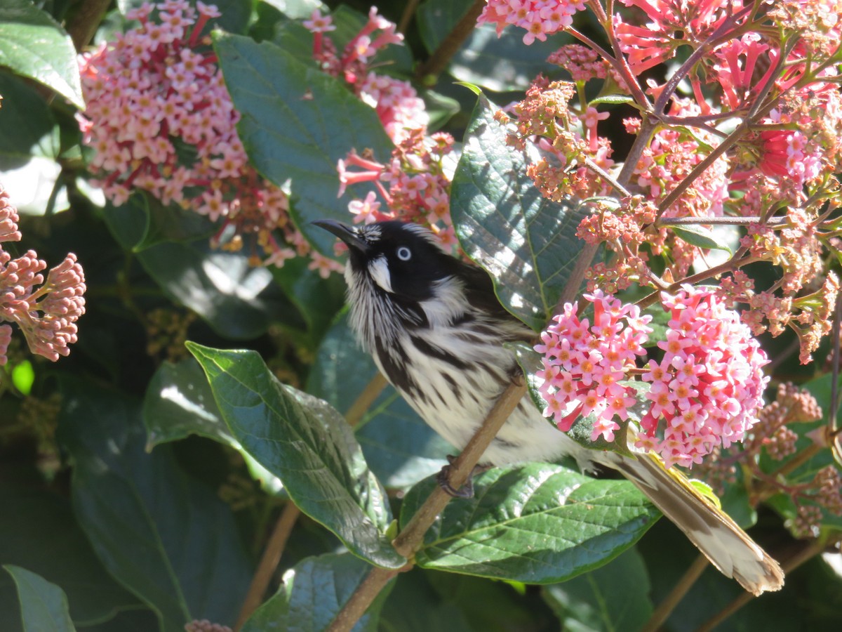 New Holland Honeyeater - ML567201601