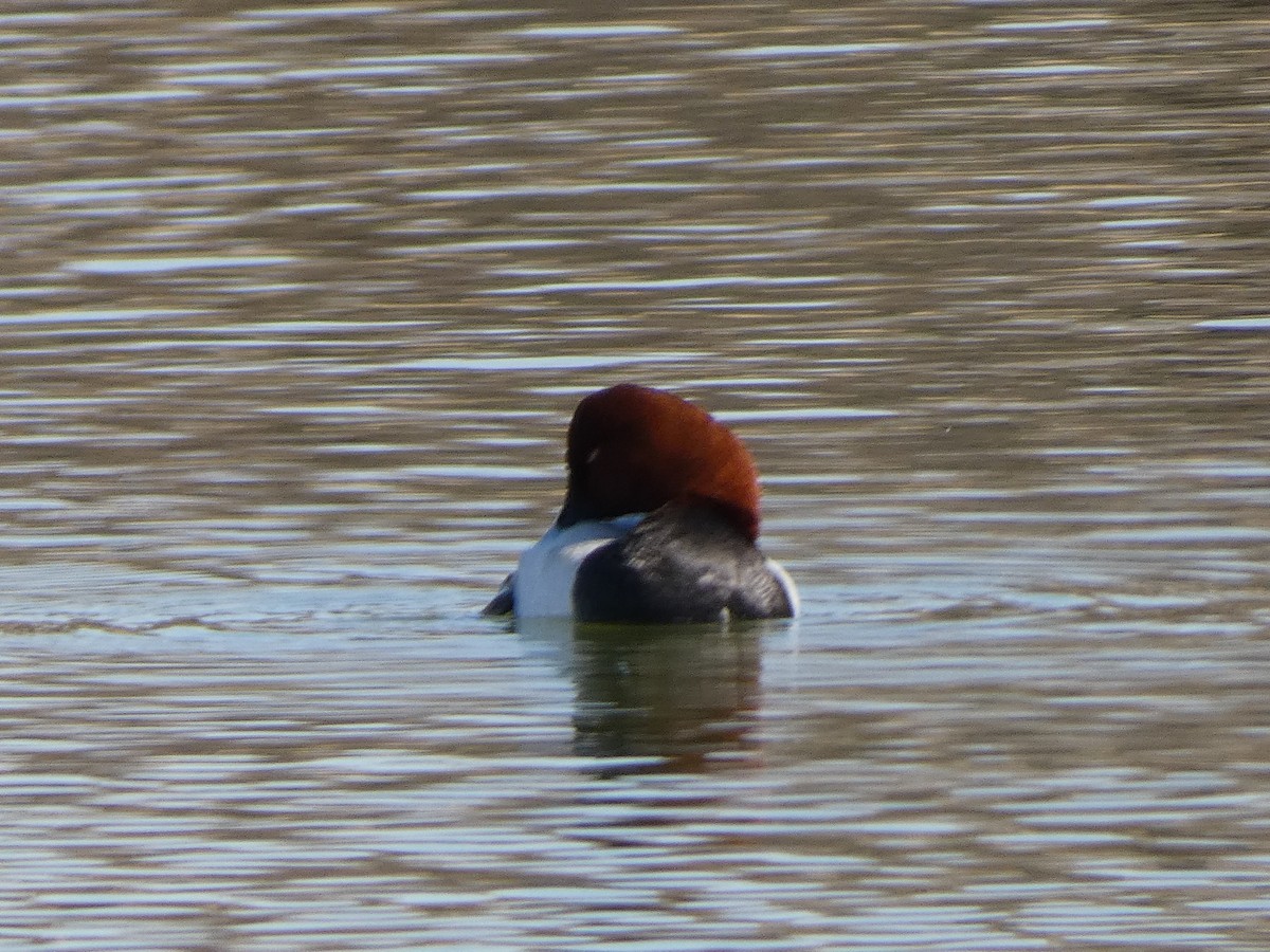 Common Pochard - ML567201801