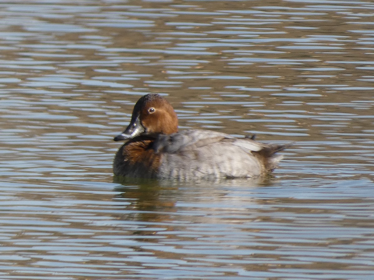 Common Pochard - ML567201811