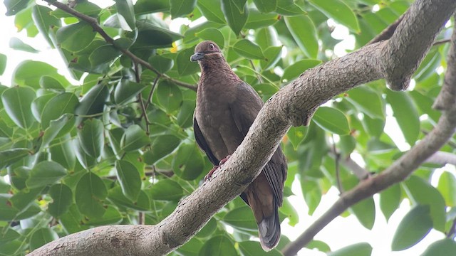 Amethyst Brown-Dove - ML567202231