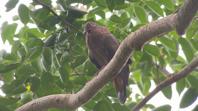 Amethyst Brown-Dove - ML567202241