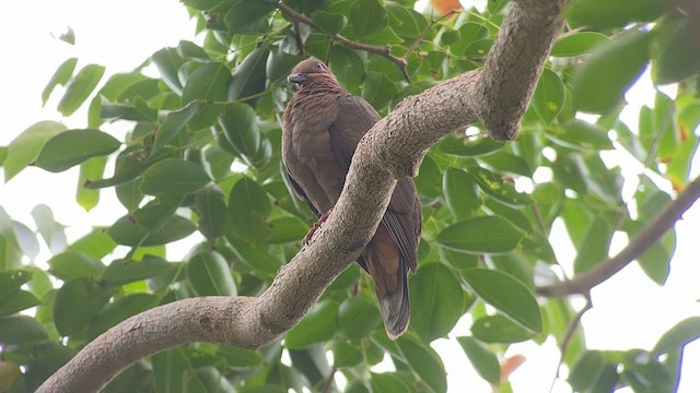 Amethyst Brown-Dove - ML567202261