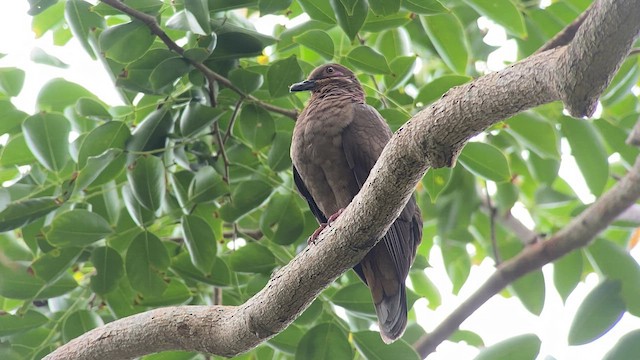 Amethyst Brown-Dove - ML567202271