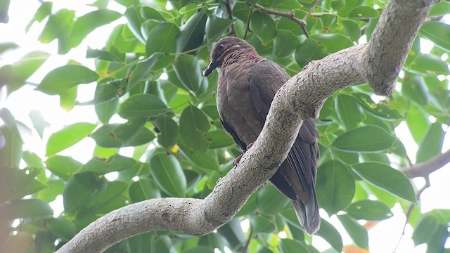 Amethyst Brown-Dove - ML567202281