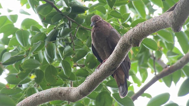 Amethyst Brown-Dove - ML567202291