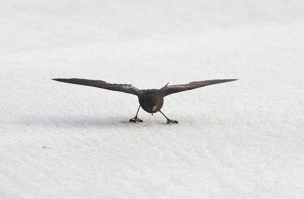 Wilson's Storm-Petrel - ML567203291