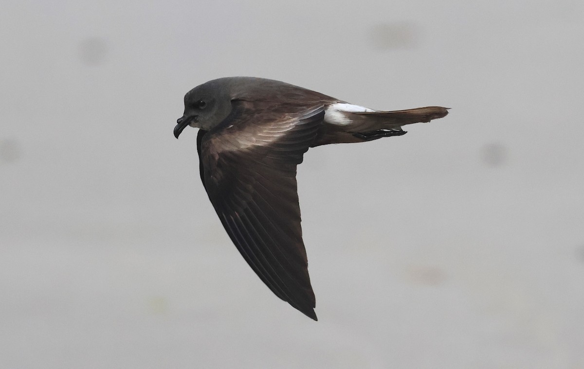 Leach's Storm-Petrel - ML567203351