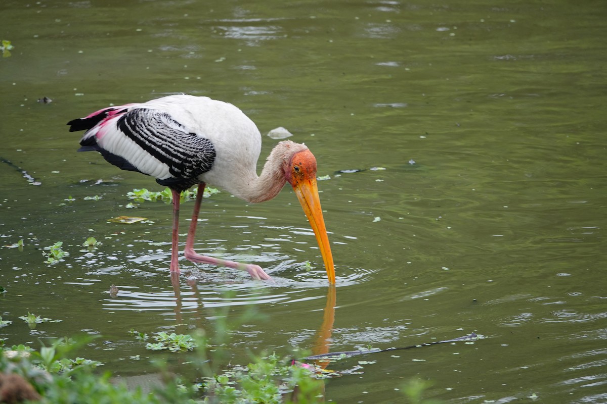 Painted Stork - ML567203451