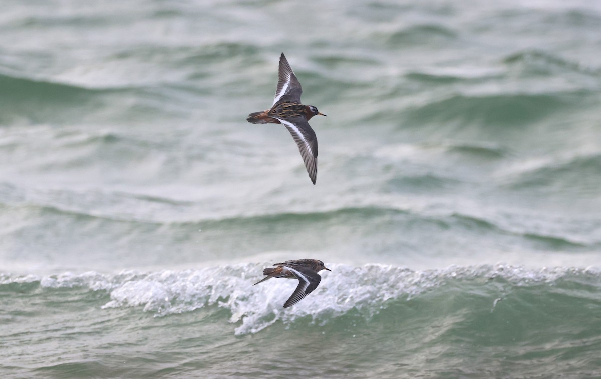 Red Phalarope - ML567203511