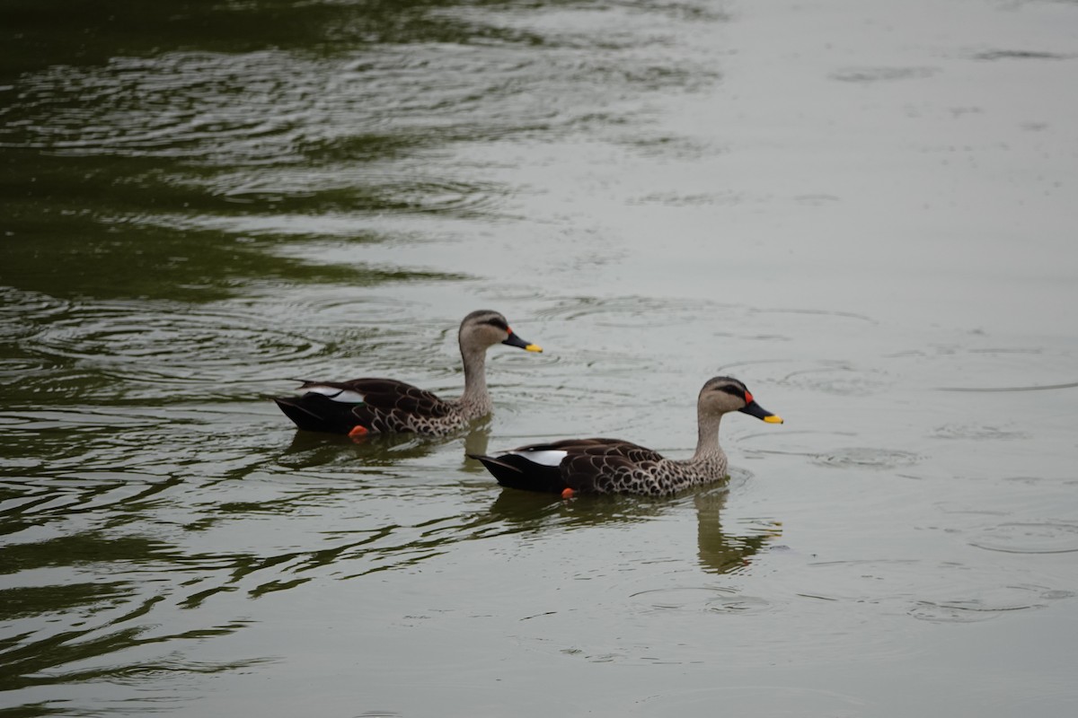 Indian Spot-billed Duck - ML567203641