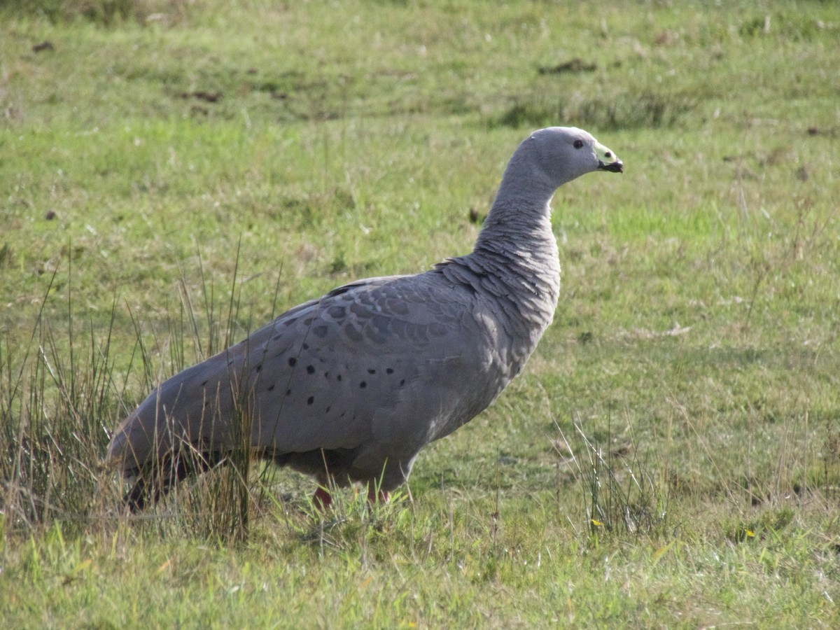 Cape Barren Goose - ML567203871