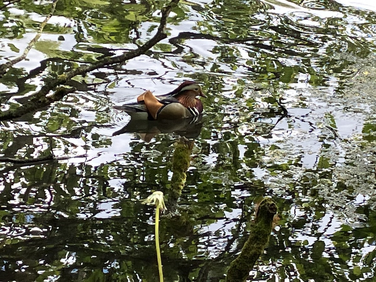 Mandarin Duck - ML567204221