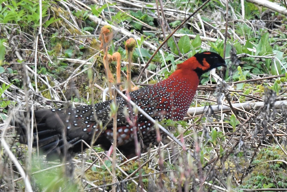 Satyr Tragopan - ML567204271