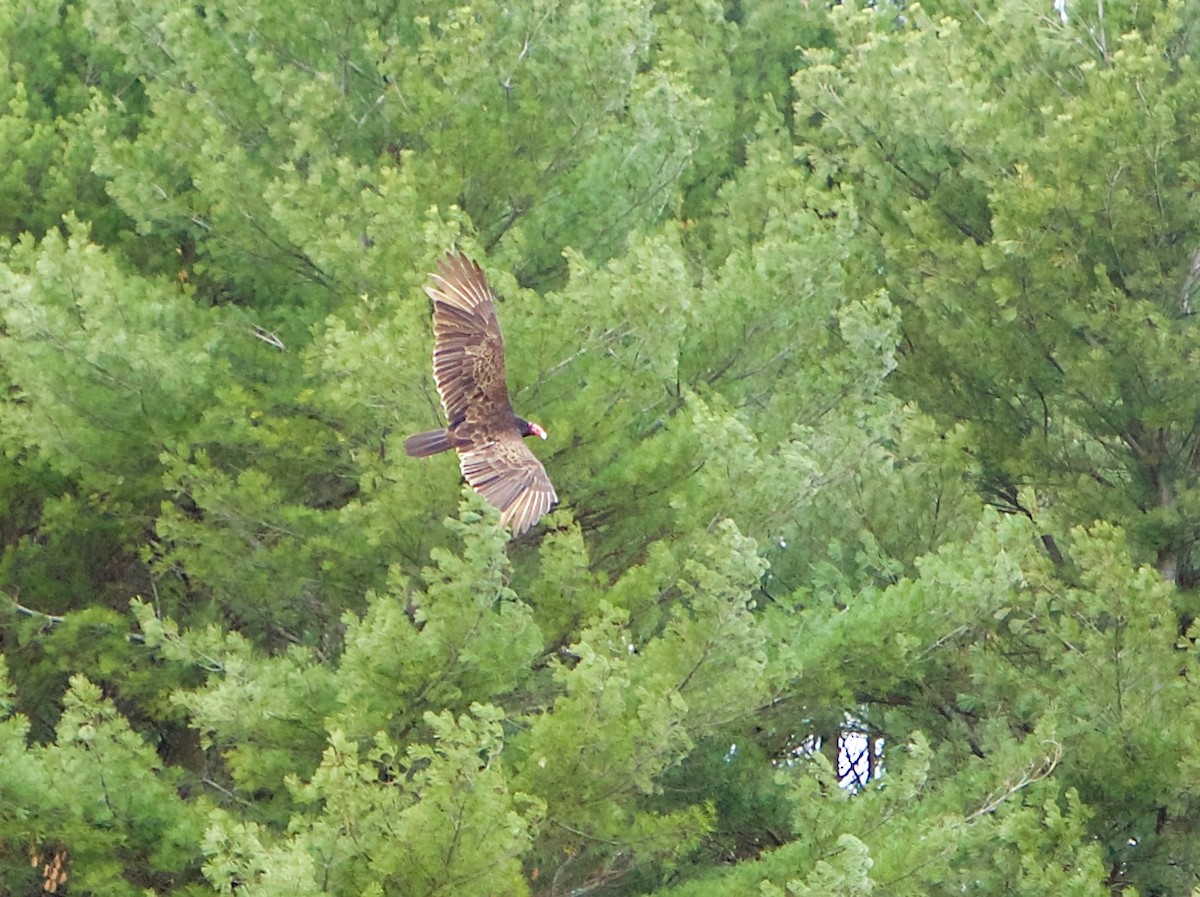 Turkey Vulture - ML567206851