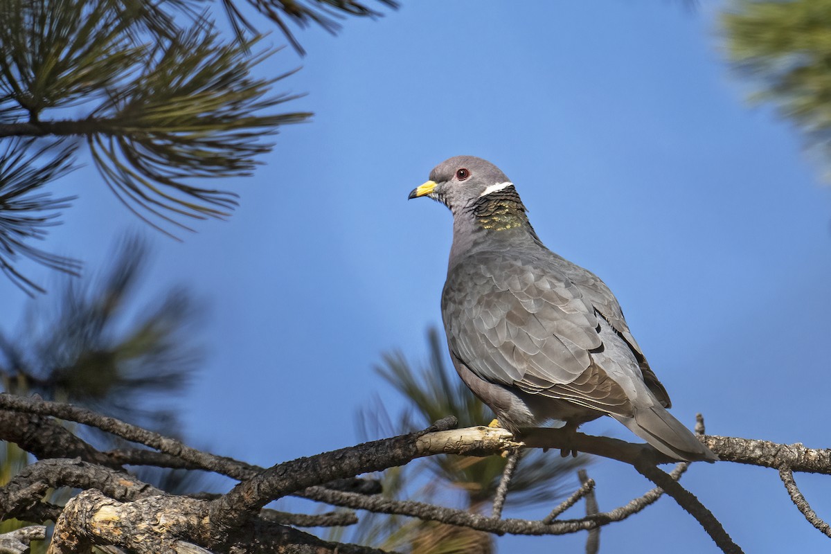Band-tailed Pigeon - ML567207391