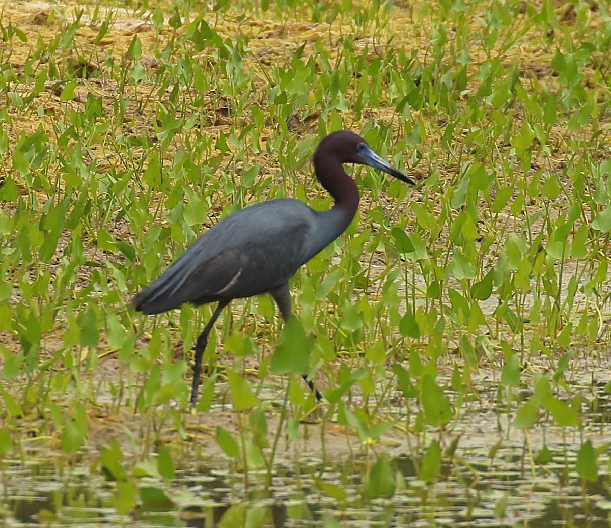 Little Blue Heron - ML567207561