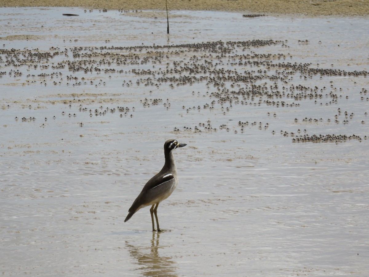 Beach Thick-knee - Rolo Rodsey