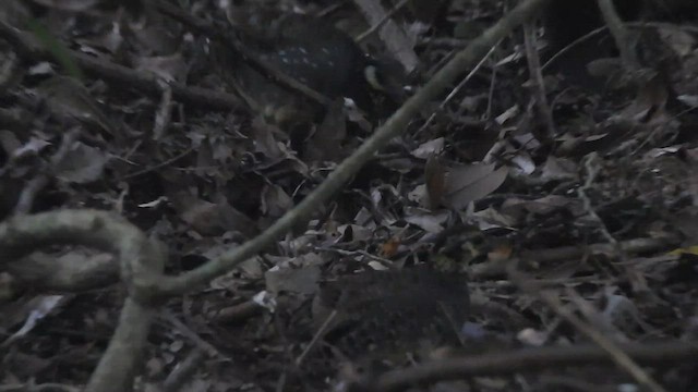 ミヤマテッケイ - ML567209381