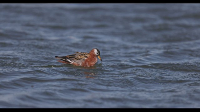 Phalarope à bec large - ML567209951