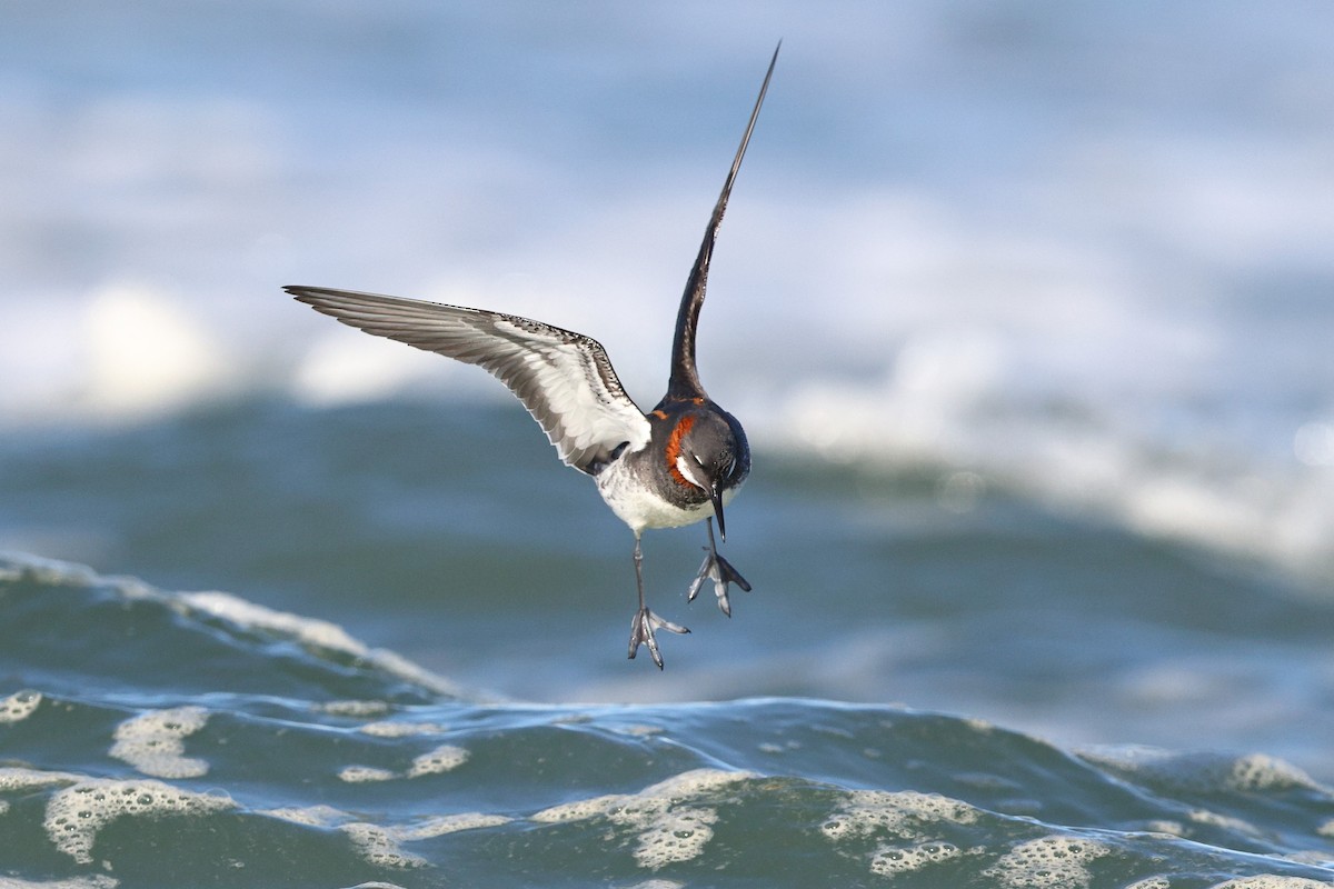 Red-necked Phalarope - Sam Zhang