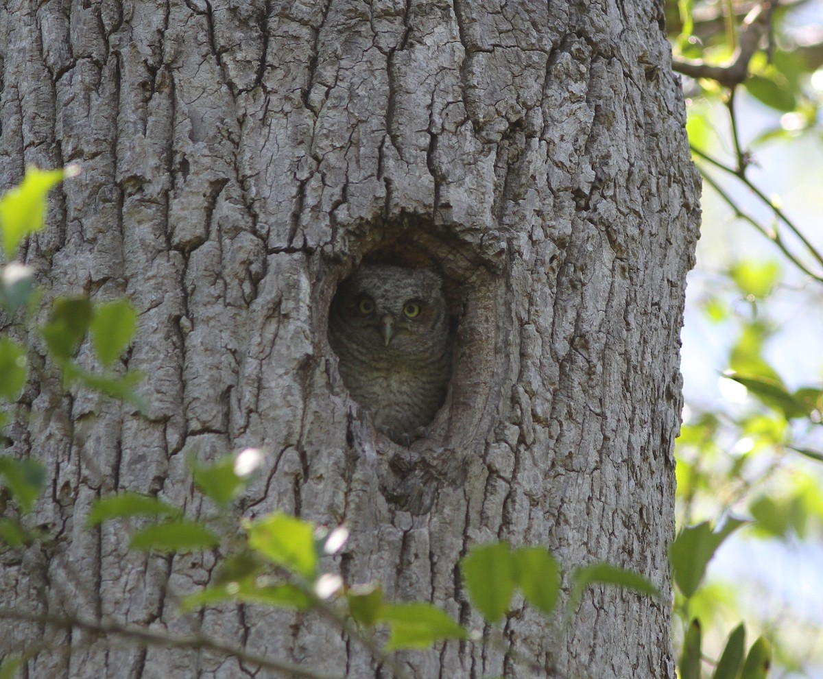 Eastern Screech-Owl - ML56721021