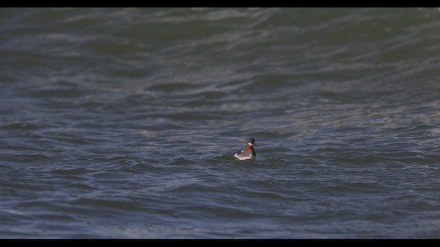 Phalarope à bec étroit - ML567210291