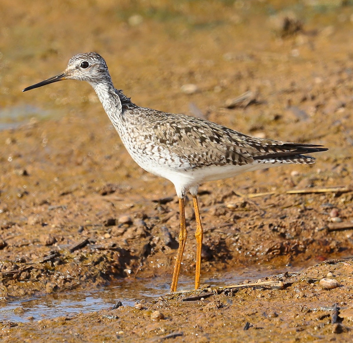 Lesser Yellowlegs - ML56721041