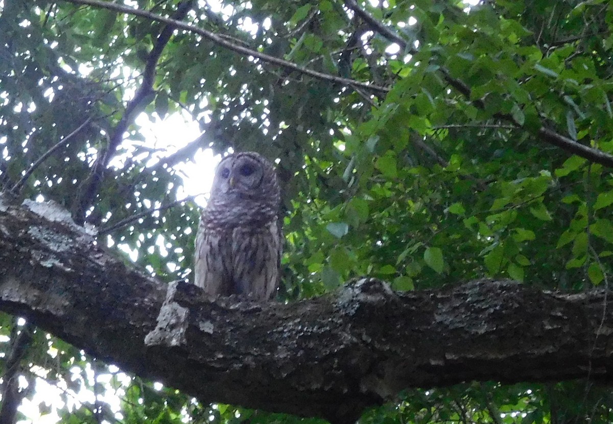 Barred Owl - ML56721071