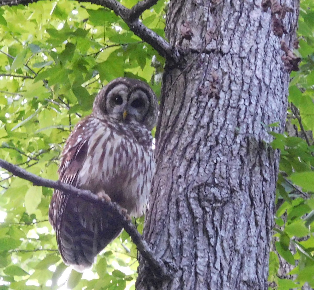 Barred Owl - ML56721091